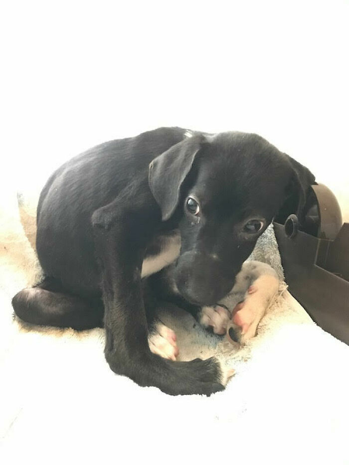 We Found A Poor Dog Bound With A Fishing Line, We Saved Her And Helped Her Heal We Found A Poor Dog Bound With A Fishing Line, We Saved Her And Helped Her Heal