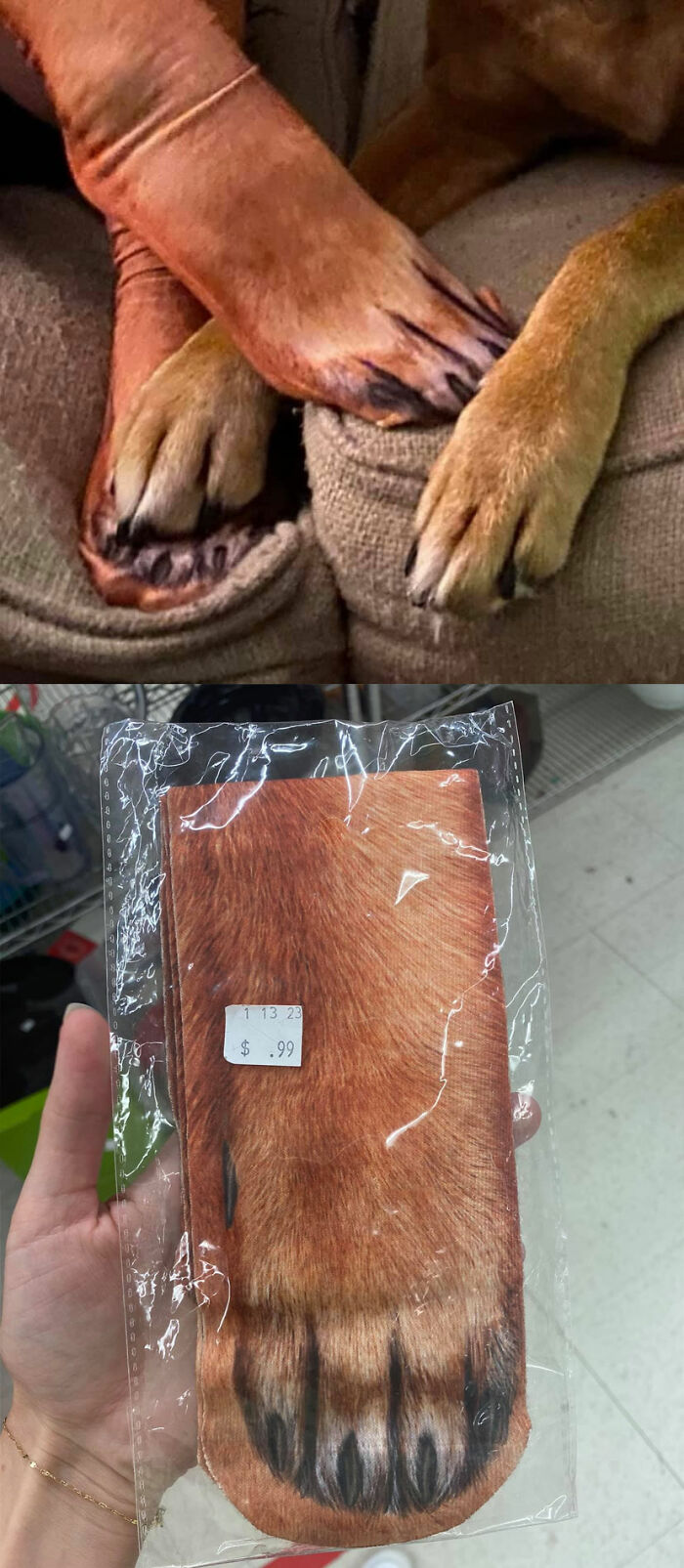 Best .99 Cents I’ve Ever Spent! My Dog And I Are Now Twins. Found At A Thrifty Shopper In North Syracuse, NY