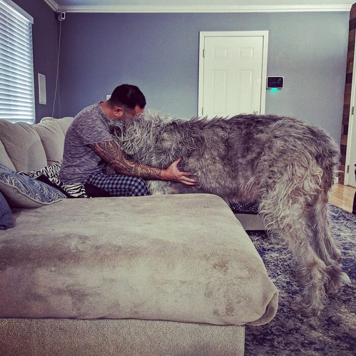 I Just Love The Way Cali Aka Mama Bear (She's An Irish Wolfhound) Buries Her Face In My Chest To Tell Me She Needs Extra Huggies And Cuddles