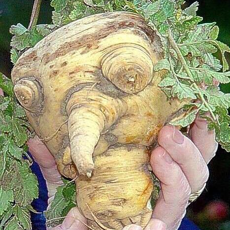 The Sad Mr. Ugly Veg