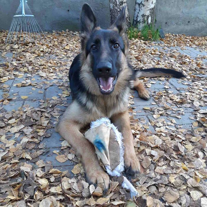 Fluffy Ate Fluffy, The Children Were Not Happy