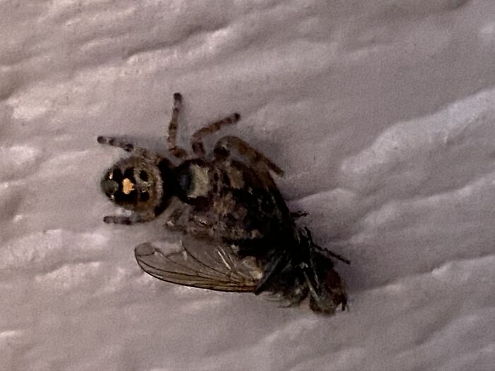 Jumping Spider With His Fly Prey