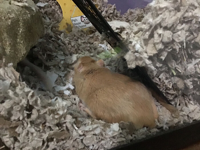 It’s A Gerbil Loaf. Does It Count?