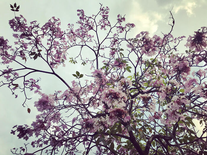 Tabebuia Rosea Tree In Bloom In My Neighbourhood.