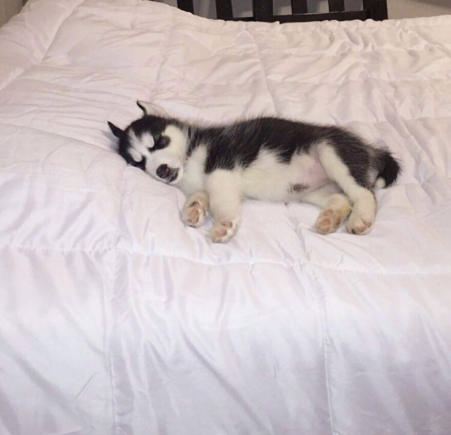 Hey Panda , Post The Sleepy Picture Of Your Pet