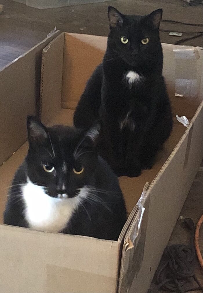 We Haz A Box
