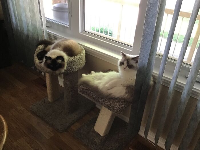 Kayleigh And Pumpkin, Unfortunately They Don’t Get Along.......