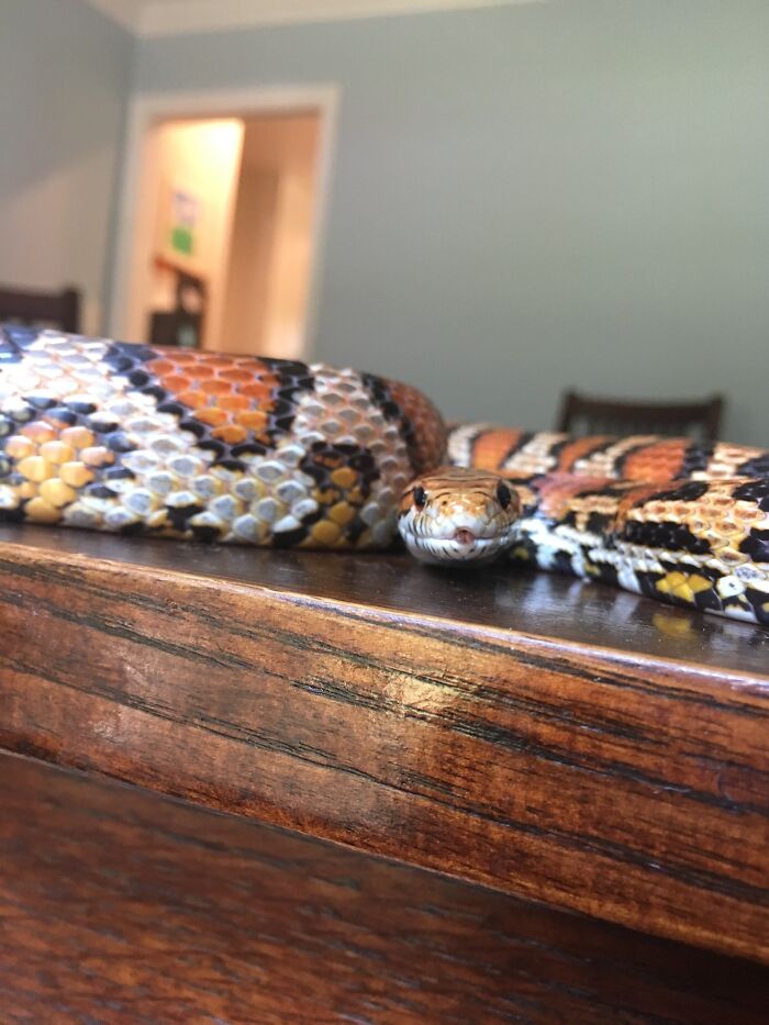 Sneks Blep Too!