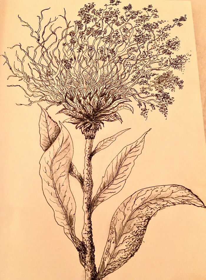 Une Plante Un Peu Folle Qui Est Sortie De Ma Tête