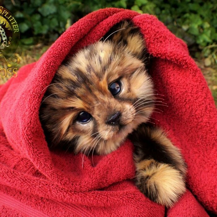 Meet Lee Cross's "Living" Sculptures (135 Pics)