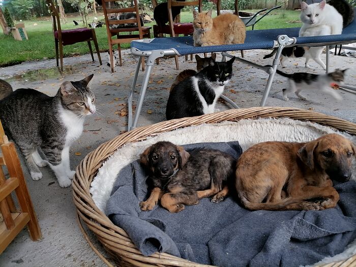 We Are Running Romania's Largest Cat Shelter With 300+ Cats Who Are In Need Of Help Everyday We Are Running Romania's Largest Cat Shelter With 300+ Cats Who Are In Need Of Help Everyday
