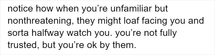 Cat Rescuer Explains How Cat Social Behavior Is Often Misinterpreted By ‘Dog People’ Cat Rescuer Explains How Cat Social Behavior Is Often Misinterpreted By ‘Dog People’