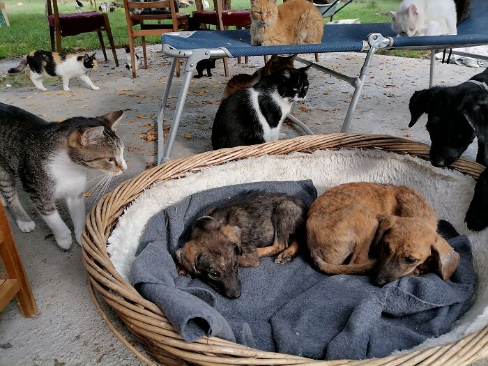 We Are Running Romania's Largest Cat Shelter With 300+ Cats Who Are In Need Of Help Everyday We Are Running Romania's Largest Cat Shelter With 300+ Cats Who Are In Need Of Help Everyday