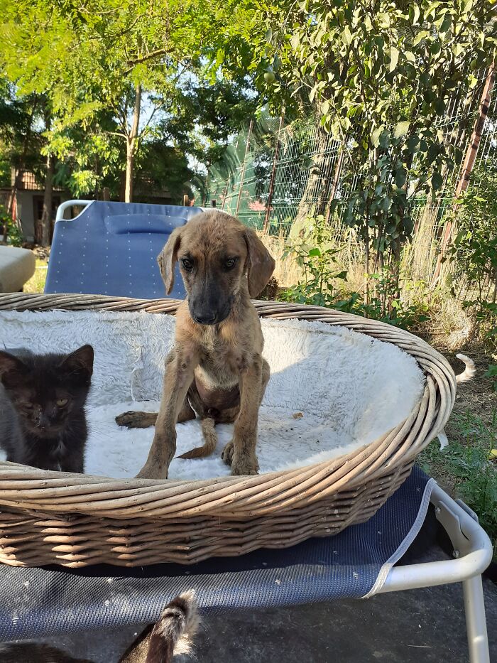 We Are Running Romania's Largest Cat Shelter With 300+ Cats Who Are In Need Of Help Everyday We Are Running Romania's Largest Cat Shelter With 300+ Cats Who Are In Need Of Help Everyday