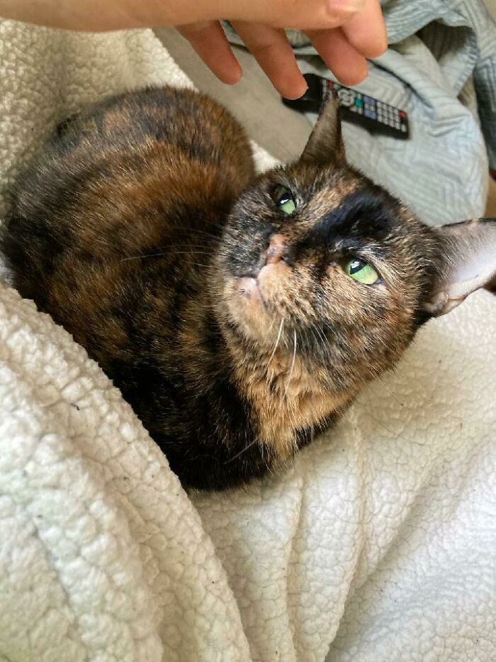 Our New Rescue-Kitty Charlie