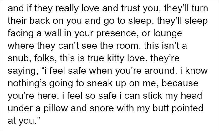Cat Rescuer Explains How Cat Social Behavior Is Often Misinterpreted By ‘Dog People’