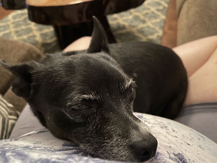 My Cousin’s Dog Reba Using Her Favorite Pillow, Aka My Stomach