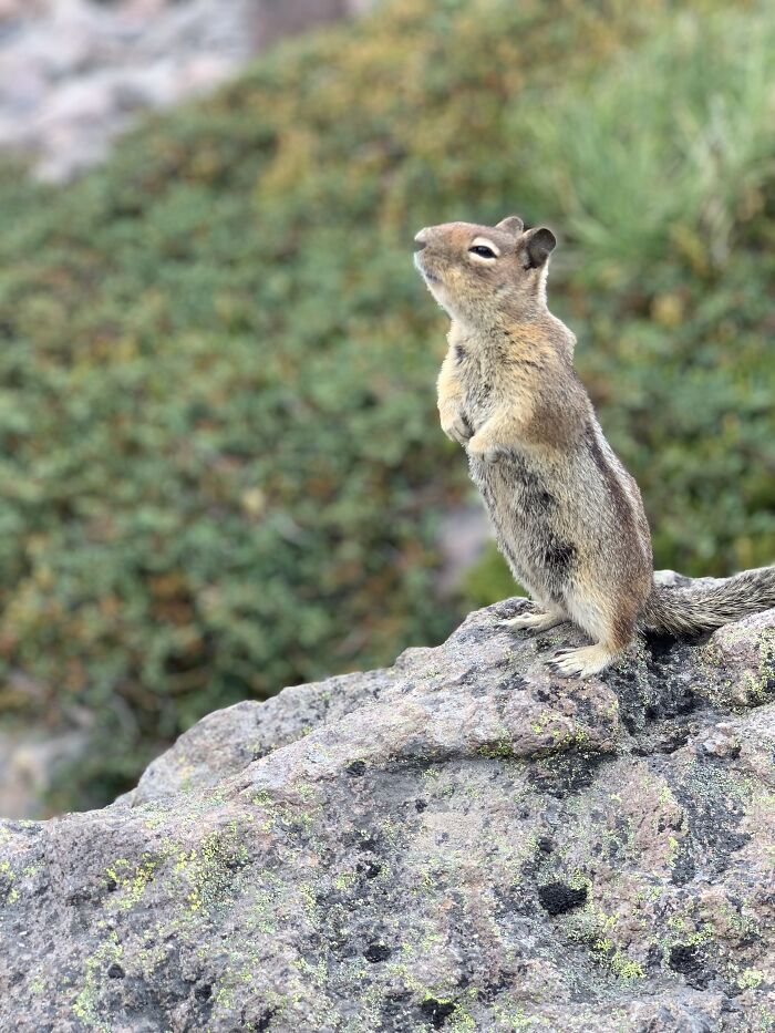 Yellow Pine Chipmunk