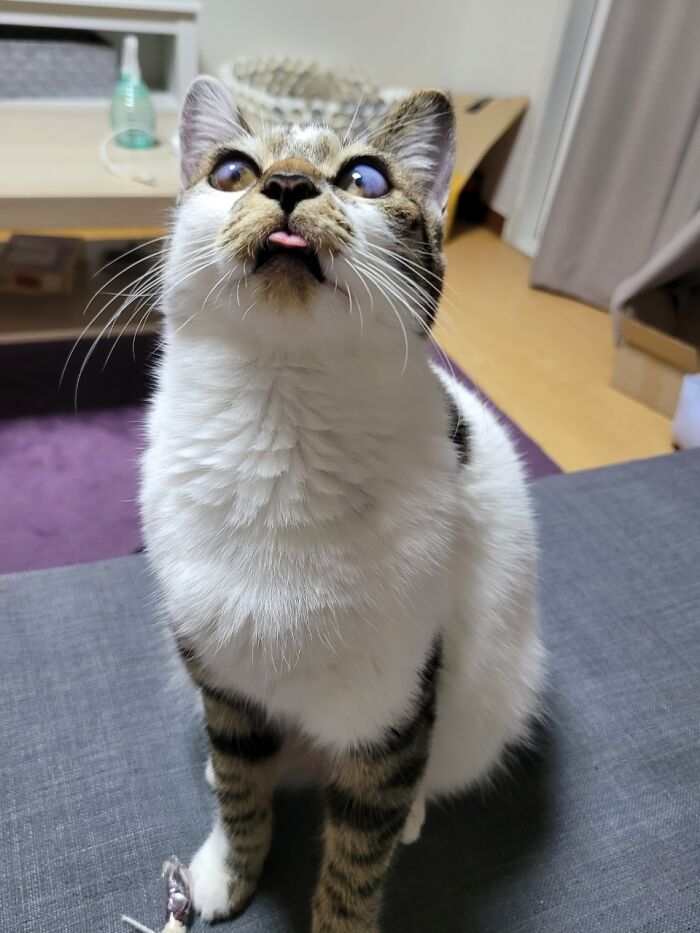 Cat? Dog? Seal? Her Name Is Maja