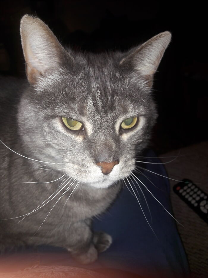 Climbing Up For A Cuddle