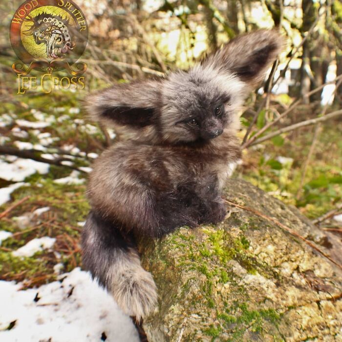 Meet Lee Cross's "Living" Sculptures (135 Pics)