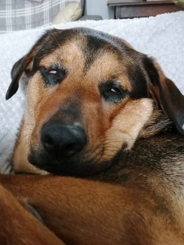 My Sister's Dog Freya Has The Smushiest Sleeping Faces.