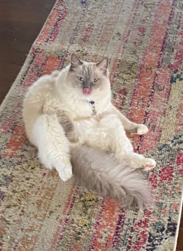 This Is My Derp Cosmo