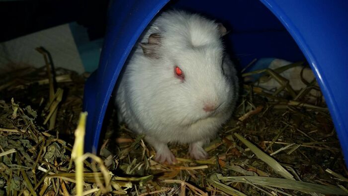 Puffie Is Proof That Animals Hold Grudges