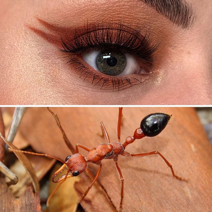 Bug-Inspired-Eye-Makeup-Duran-Jay-Entomakeup