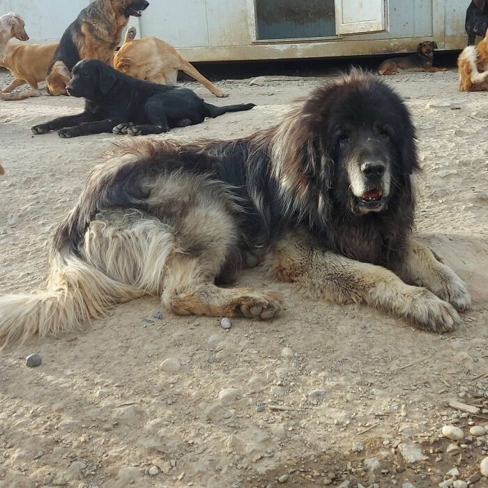 Meet Dejan Gacic, The Good Man Who Has A Shelter With Over A Thousand Dogs