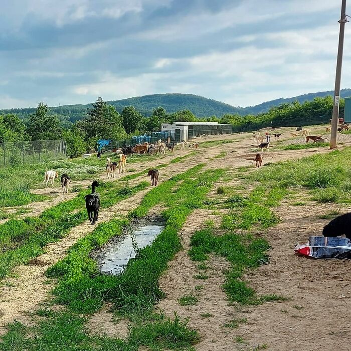 Meet Dejan Gacic, The Good Man Who Has A Shelter With Over A Thousand Dogs