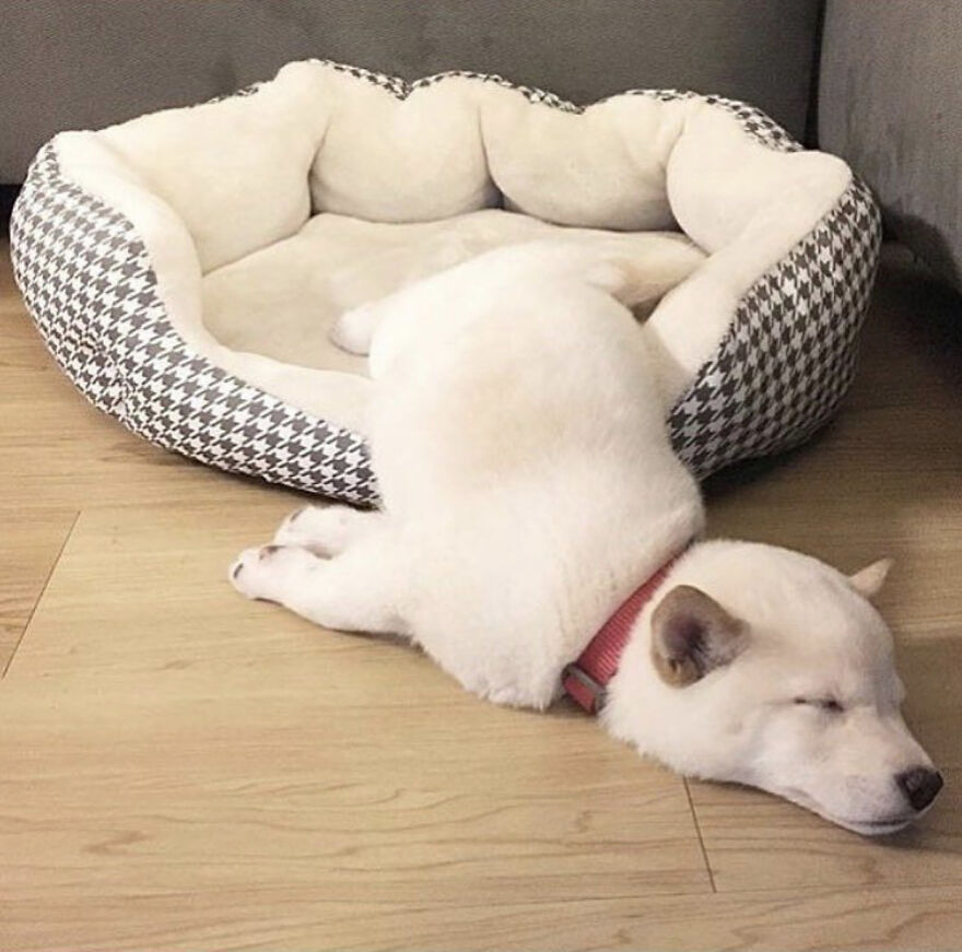 Hey Panda , Post The Sleepy Picture Of Your Pet