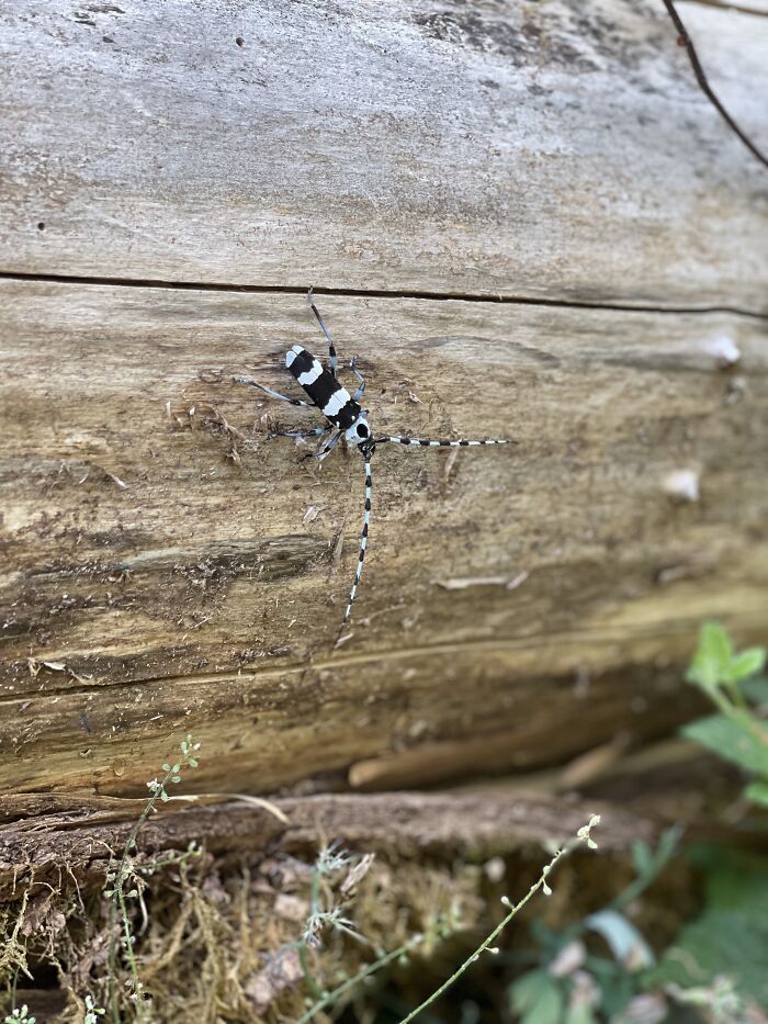 Banded Alder Borer Bettle
