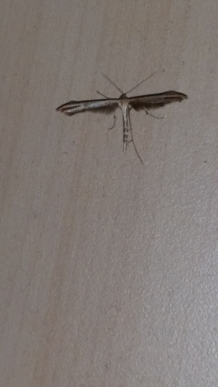 Common Plume Moth (Emmelina Monodactyla).