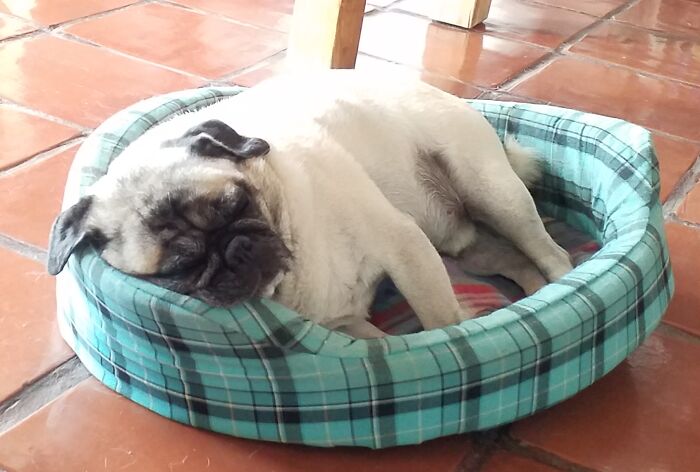 Good Boy Only Want To Sleep A Moment