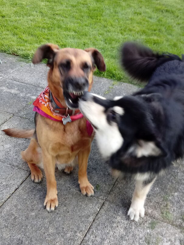 The Funniest Is Probably When I Took A Beautiful Pic Of My Neighbor's Sweet Dog And My Silly Raccoon Shows Up. Aaggghaaaaaah