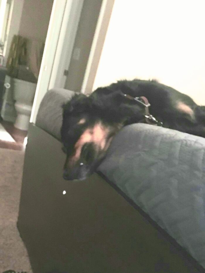 Wittle Byt Sweepy (Banjoseph The Mutt)