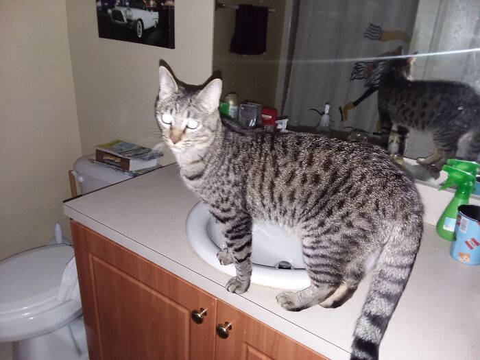 My Egyptian Mau. He Can Run 20 Mph, Clocked