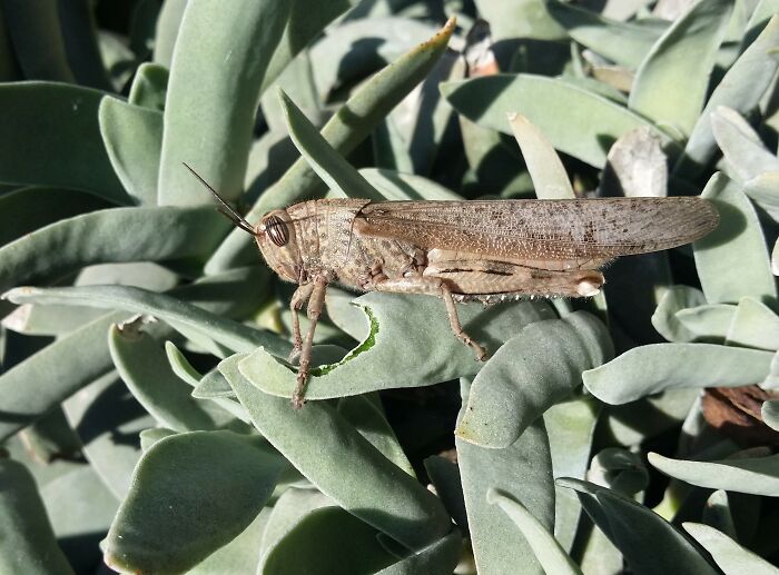 Eating My Crassula Falcata!