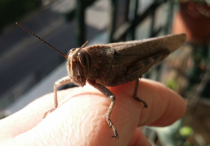 I'm Watching You With My Third Eye!