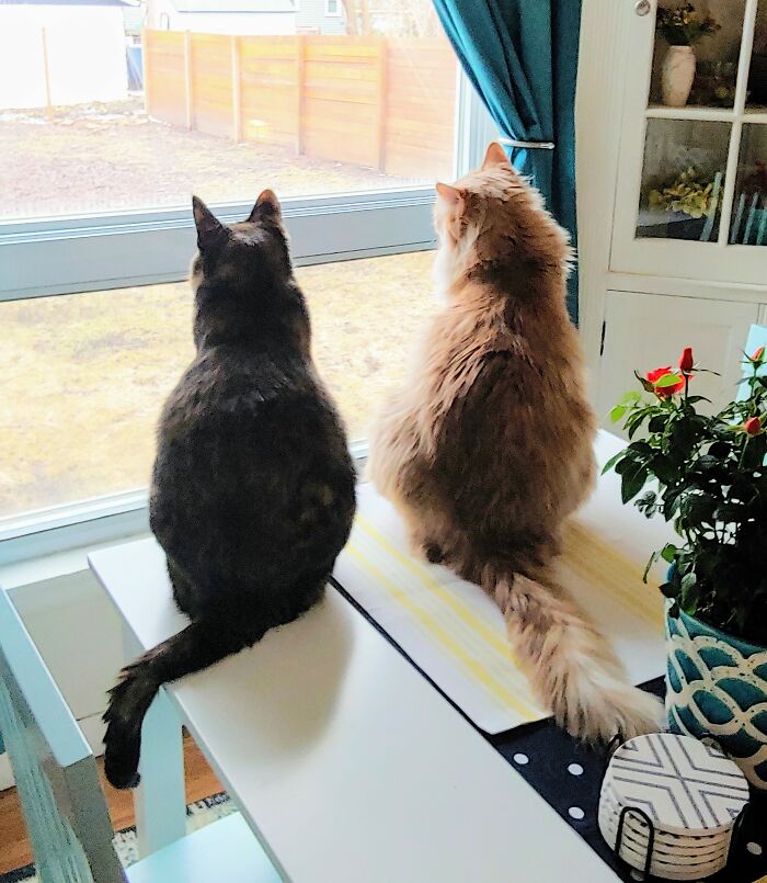 They Were Placing Bets On Squirrel Fights