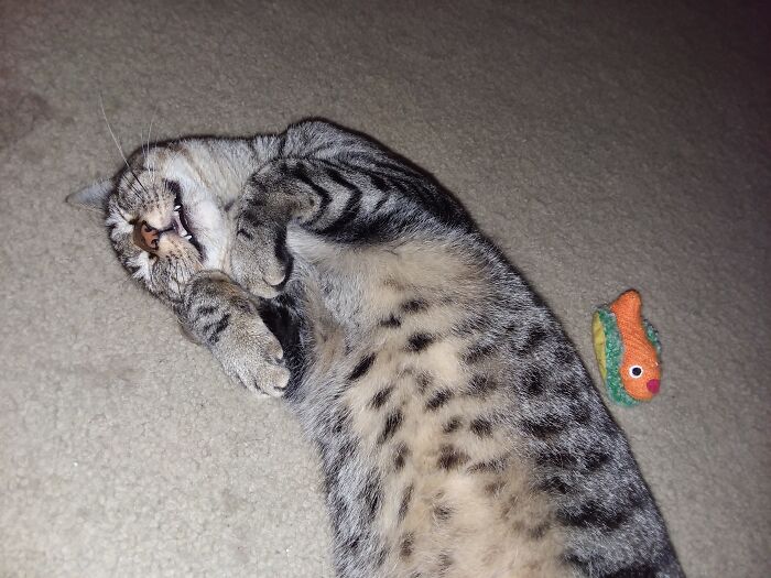 So Happy With His Fish Taco Toy!
