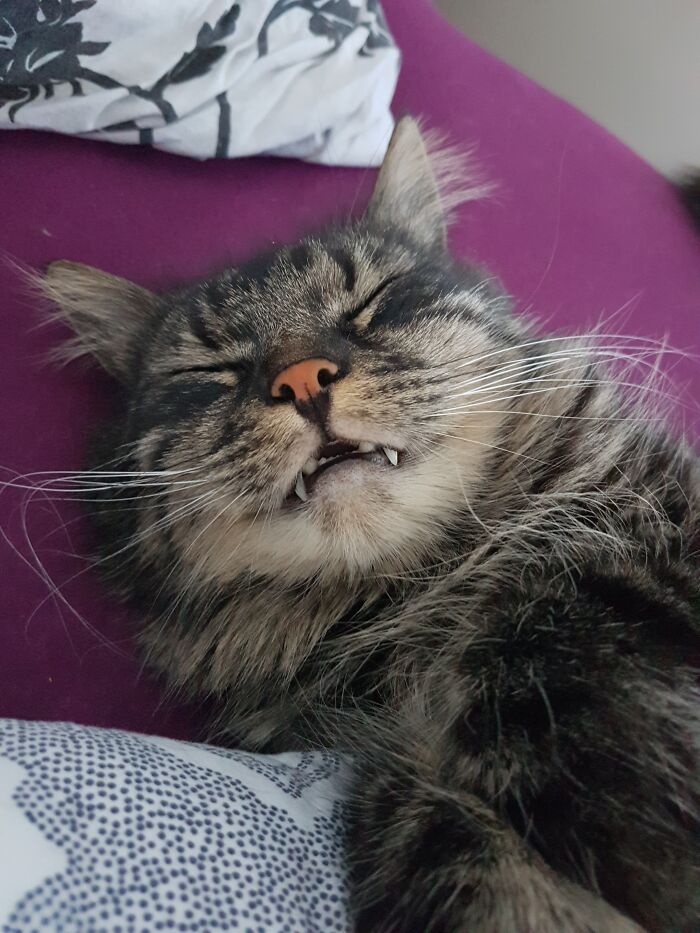 Fredi Sleeping On His Back With His Mouth Open