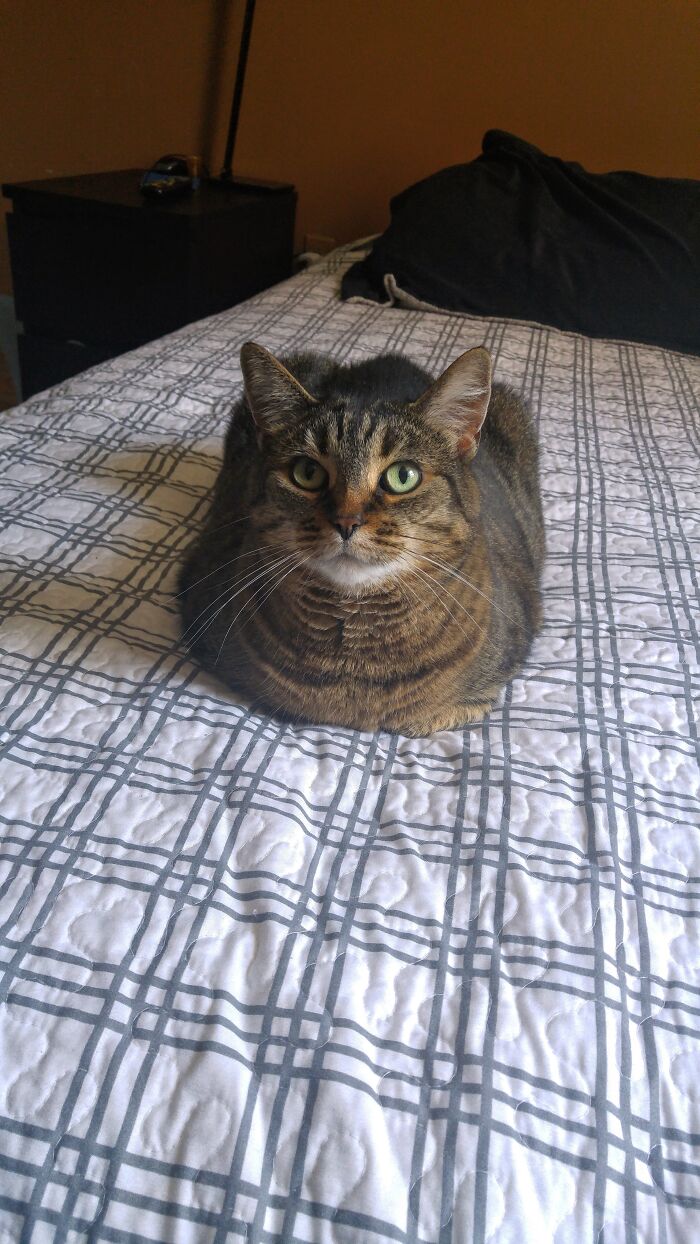Poucette As A Catloaf