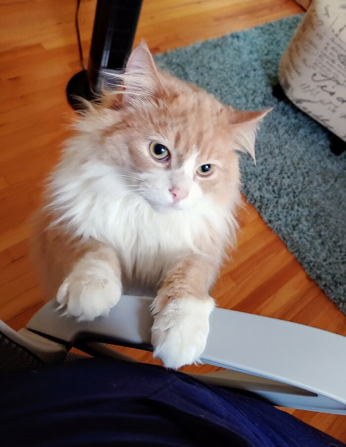 Taps Me On The Shoulder To Hold Him While I'm Working At Least Once A Day And I Still Manage To Think He's A Really A Polite Murderer