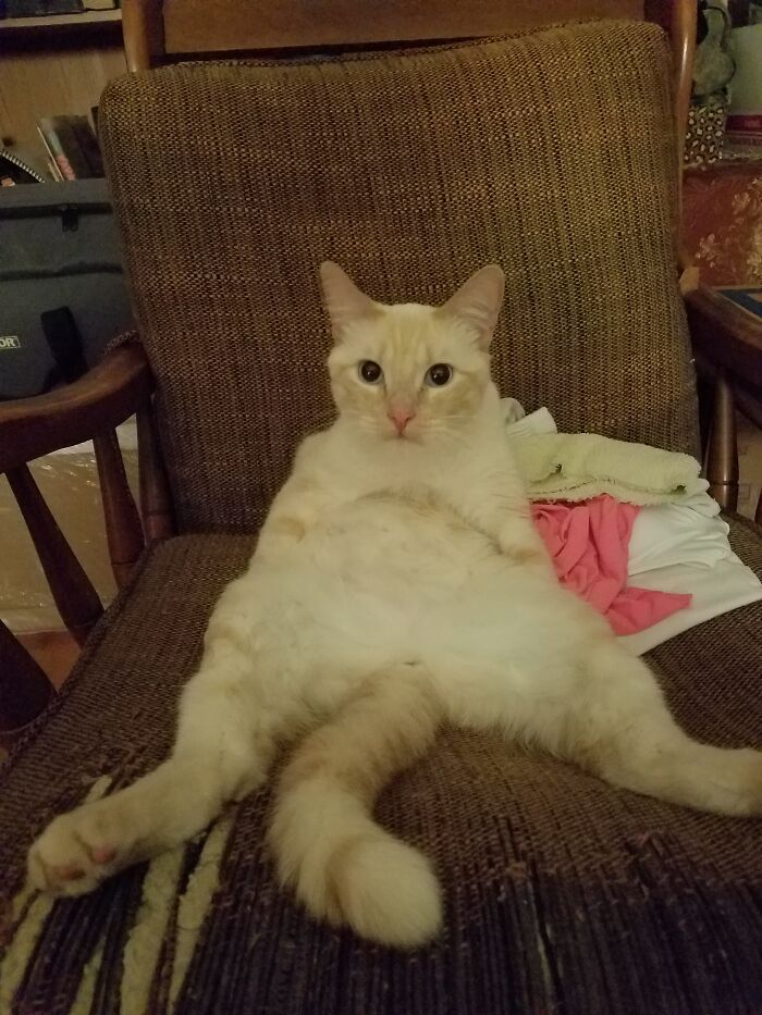 He's Forgotten How To Be A Cat!