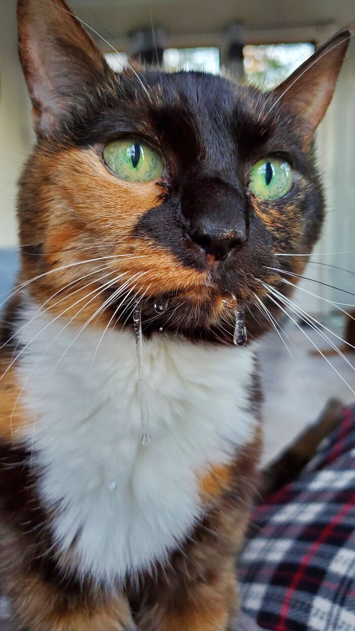 Bella Booboo. So Pretty, So Drooly!