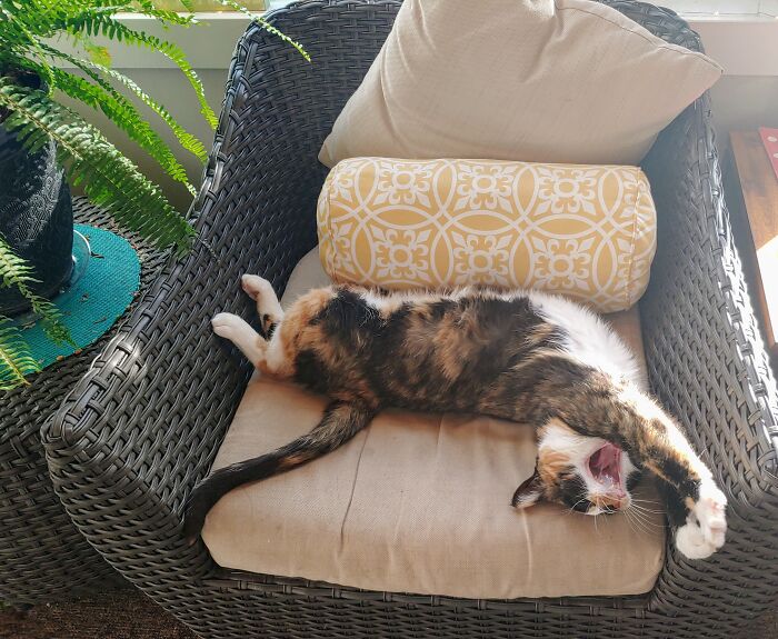 Even When The World's Falling Apart, Rosie Manages To Live Her Best Life. Be A Rosie.