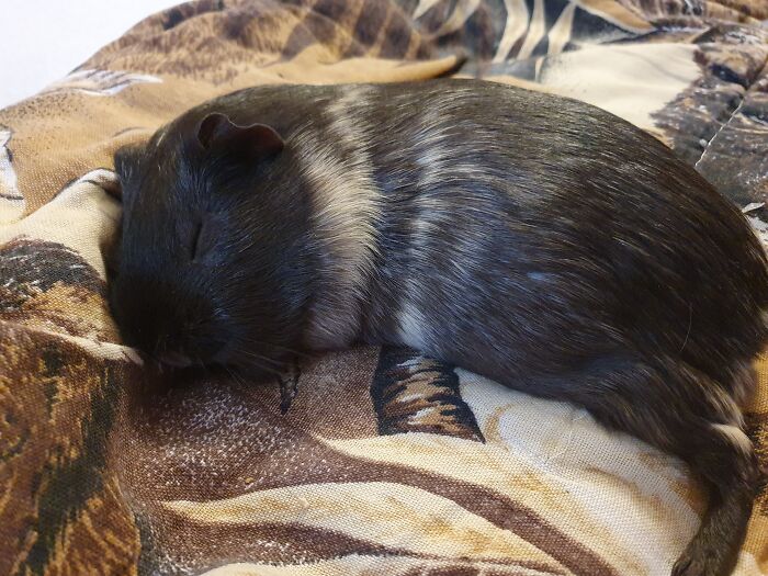 Vanilla's Having A Nap In My Bed