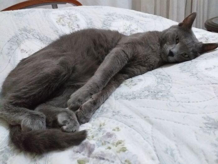 This Is Pepper. He's Not Angry, Just Sleepy.